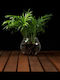 Hydroponische Chamaedorea Pflanze Innenbereich 12/30cm Transparente Glaskugel 980ml