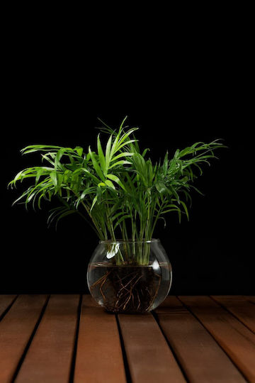 Hydroponische Chamaedorea Pflanze Innenbereich 12/30cm Transparente Glaskugel 980ml
