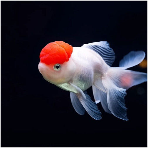 Oranda Lionhead Rote Kappe 10-11cm