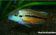 Hypsophrys Nicaraguensis 4-5см