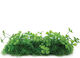 Aqua Natura Plant Aquarium Decoration Green Plastic 10 Cm Trough Pot Clover-shaped Leaves