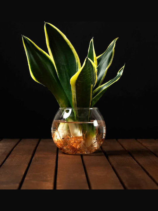 Hydroponische Sansevieria Pflanze Für Innenraum 12/25cm Durchsichtige Glaskugel 980ml