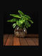 Hydroponische Monstera Pflanze Innenraum 12/25cm Durchsichtige Glaskugel 980ml