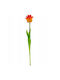 Orange Tulip Saska Garden