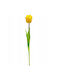 Yellow Tulip Saska Garden