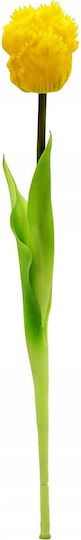 Gelbe Tulpe Saska Garden