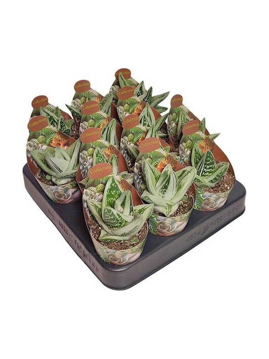 Gasteria Cv Green Ice 6.5cm Gasteria Cv Green Ice 6.5cm