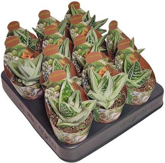 Gasteria Cv Green Ice 6.5cm
