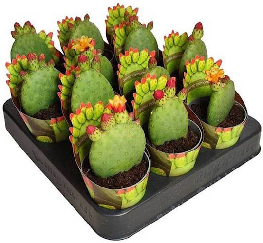 Opuntia Inamoena 6,5 cm