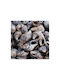 Atmosphera Atmosphera Tischdekoration Muscheln