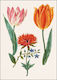 Ευχετήρια Κάρτα Φάκελο Bekking & Blitz Two 'broken' Tulips An Anemone