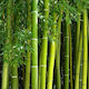 Duft Bamboo 1 Liter