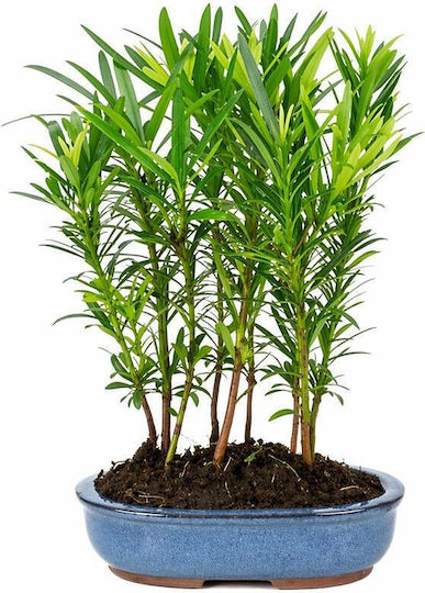 Bonsai Wald Podocarpus – 20 cm