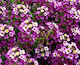 Gemma Samen Süße Alyssum Violett 0.5gr