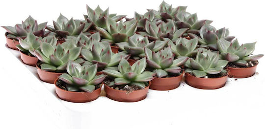Echeveria 'Sirius' 5.5см