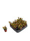 Crassula Ovata 'sunset' 5.5cm