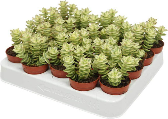 Crassula Perforata F Variegata 5,5 cm