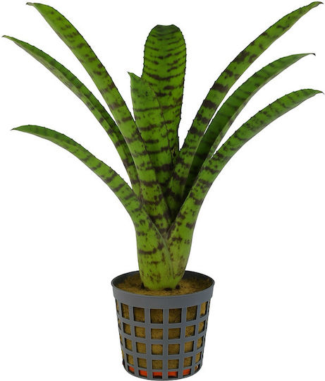 Neoregelia Ampullacea