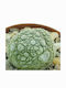 Pseudolithos Migiurtinus