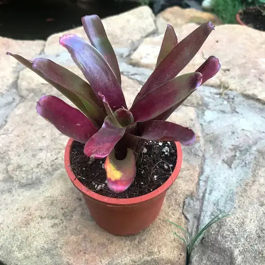 Neoregelia Var Fireball