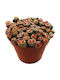 Λίθοπες Παχύφυτα Lithops