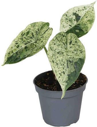 Zebra Alocasia Dragon Scale Minz Kleine
