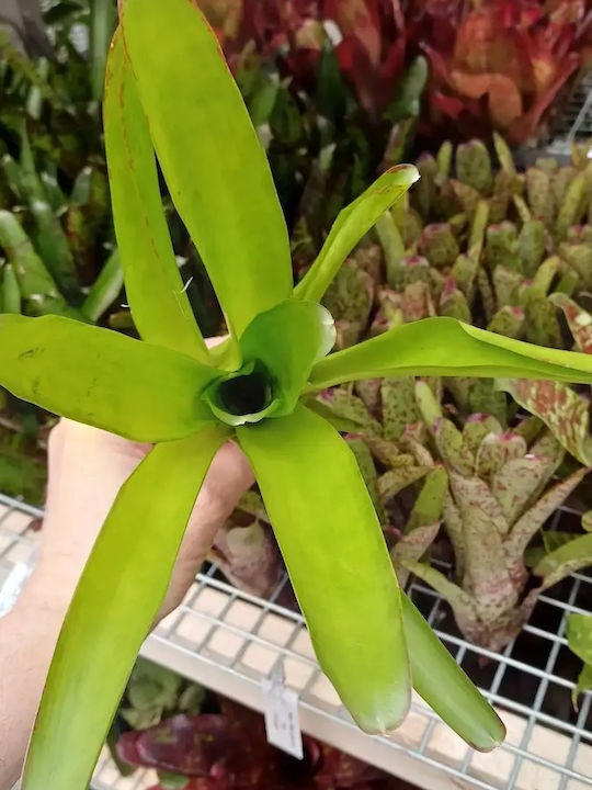 Neoregelia Compacta Neoregelia Compacta