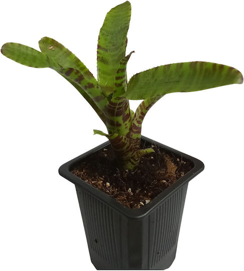 Neoregelia Punctatissima