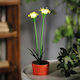 Lampă Solară Floare Alb Cald cu Fotocelulă IP44 8x8x32cm