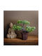 Dekorative Künstliche Bonsai Pflanze 25 Cm In Topf Realistisches Design Zuhause Büro Dekor