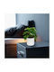 Plantă Artificială Decorativă Philodendron 20 Cm În Ghiveci Design Realist Decor Acasă Birou