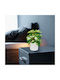Decoratiune Din Plastic Philodendron Verde Galben 20 X 8 Cm