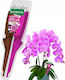 Bopon Eliksir Duo Orchids Nourishes Regenerates 35ml Disp 1 Pc
