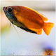 Gourami Roter Honey 5-6cm