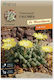 Кактус Titanopsis Calcarea