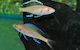 Paracyprichromis Nigripinnis Albino M