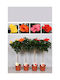 Hibiskus Rosa Fiori Große Stängel Orange