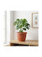 Ghiveci De Flori Din Plastic Culoare Teracotă Ø25 Cm Pentru Plante De Interior Și Exterior