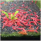 Γαρίδα Red Fire Grade A 2-2.5cm