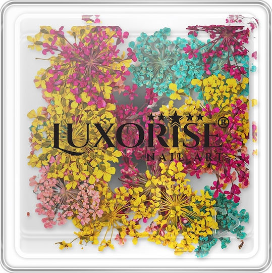 Getrocknete Nagelblumen Luxorise Sommer Mirage