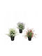 Artificial Succulent Plant In A 28 Cm Pot