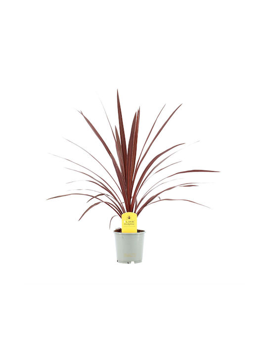 Κορδελίνι Cordyline Australis Red Star Κορδελίνι Cordyline Australis Red Star