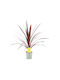 Cordyline Australis Roter Stern