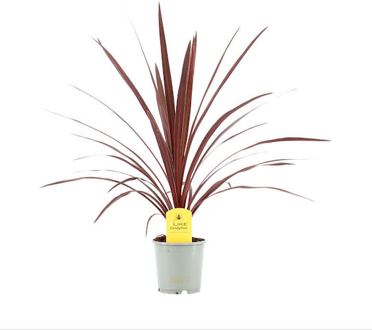 Cordyline Australis Roter Stern Cordyline Australis Roter Stern