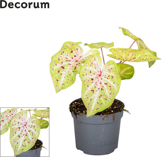 Caladium Miss Muffet