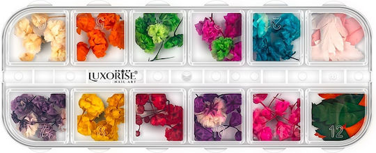 Luxorise Dried Nail Flowers Rainbow Bloom 12 Designs