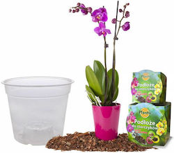 Set Sol Pentru Orhidee A 1.1 L Ghiveci Set Sol Pentru Orhidee A 1.1 L Ghiveci