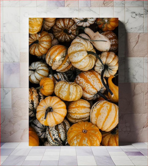Harvest Of Colorful Gourds Συγκομιδή Πολύχρωμων Κολοκυθών Harvest Of Colorful Gourds Συγκομιδή Πολύχρωμων Κολοκυθών