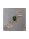 Wall Shelves Brown 3 Pieces 15x13.5x13 cm