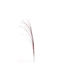 Wheat Stem Set 6 Pieces Burgundy Zaros Lw504